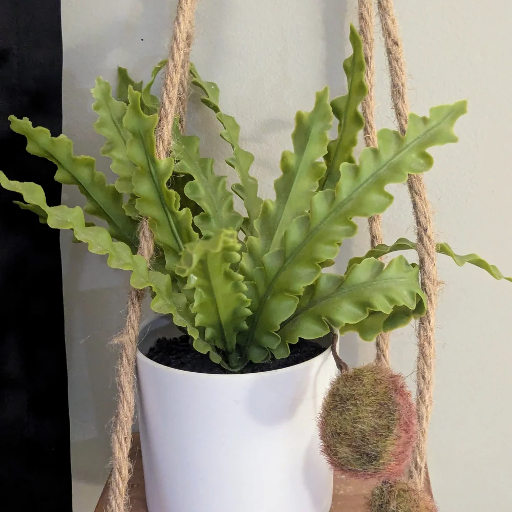 Natural Rope Hanging Shelf with Rubber Plant In White Planter